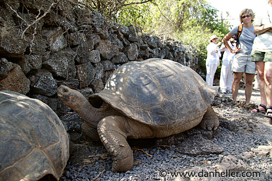 turtle-02.jpg