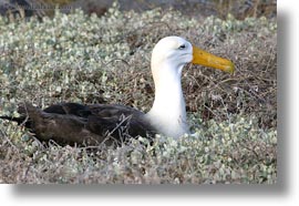 albatross, birds, ecuador, equator, galapagos islands, horizontal, latin america, photograph