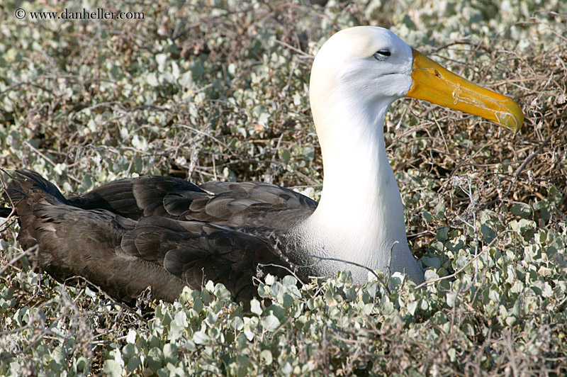 albatross-02.jpg