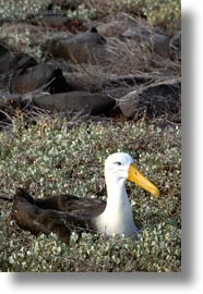 albatross, birds, ecuador, equator, galapagos islands, latin america, vertical, photograph