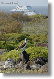 birds, blues, boats, boobies, ecuador, equator, footed boobies, galapagos islands, latin america, vertical, photograph