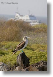 birds, blues, boats, boobies, ecuador, equator, footed boobies, galapagos islands, latin america, vertical, photograph