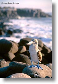 birds, blues, boobies, ecuador, equator, footed boobies, galapagos islands, latin america, vertical, photograph