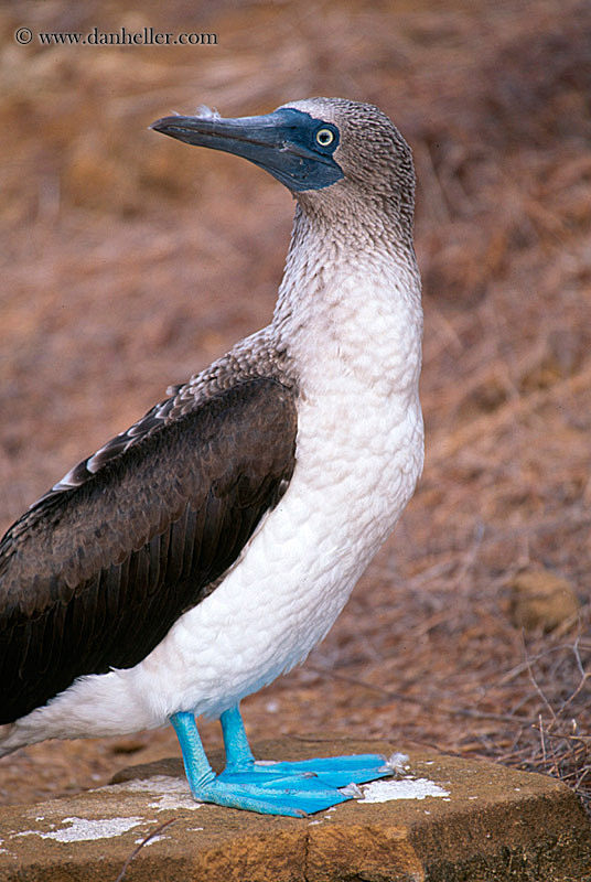 blue-booby-b.jpg