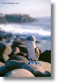 birds, blues, boobies, ecuador, equator, footed boobies, galapagos islands, latin america, vertical, photograph