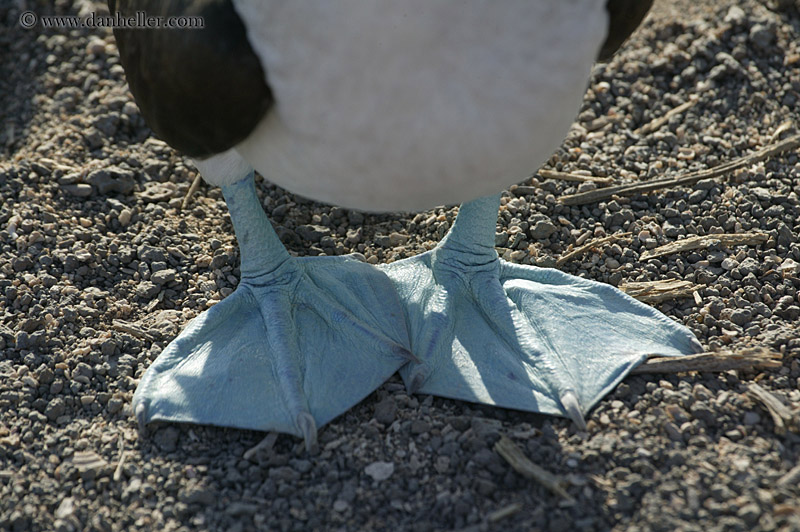 blue-feet.jpg