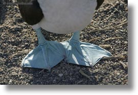 birds, blues, ecuador, equator, feet, footed boobies, galapagos islands, horizontal, latin america, photograph