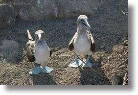 birds, blues, boobies, ecuador, equator, footed, footed boobies, galapagos islands, horizontal, latin america, photograph