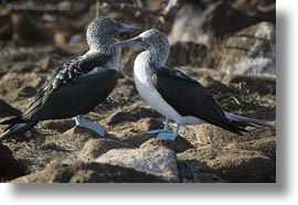 birds, blues, boobies, ecuador, equator, footed, footed boobies, galapagos islands, horizontal, latin america, photograph