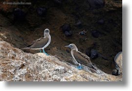 birds, blues, boobies, cliffs, ecuador, equator, footed, footed boobies, galapagos islands, horizontal, latin america, photograph