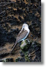 birds, blues, boobies, cliffs, ecuador, equator, footed, footed boobies, galapagos islands, latin america, vertical, photograph