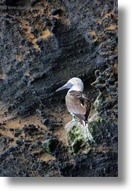 birds, blues, boobies, cliffs, ecuador, equator, footed, footed boobies, galapagos islands, latin america, vertical, photograph