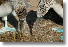 beaks, birds, blues, boobies, ecuador, equator, footed boobies, galapagos islands, horizontal, latin america, photograph