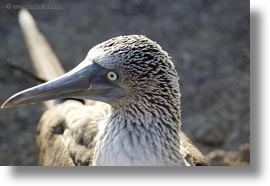 birds, blues, boobies, closeup, ecuador, equator, footed boobies, galapagos islands, horizontal, latin america, photograph