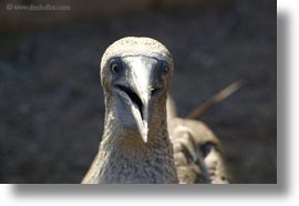 birds, blues, boobies, closeup, ecuador, equator, footed boobies, galapagos islands, horizontal, latin america, photograph