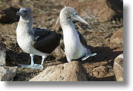 birds, blues, boobies, dance, ecuador, equator, footed boobies, galapagos islands, horizontal, latin america, photograph