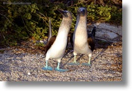 birds, blues, boobies, dance, ecuador, equator, footed boobies, galapagos islands, horizontal, latin america, photograph