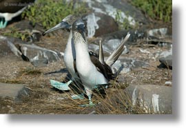 birds, blues, boobies, dance, ecuador, equator, footed boobies, galapagos islands, horizontal, latin america, photograph