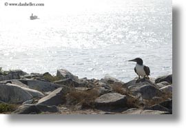 birds, blues, boobies, ecuador, equator, footed boobies, galapagos islands, horizontal, latin america, rocks, photograph