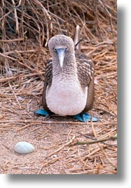 birds, blues, boobies, ecuador, eggs, equator, footed boobies, galapagos islands, latin america, vertical, photograph