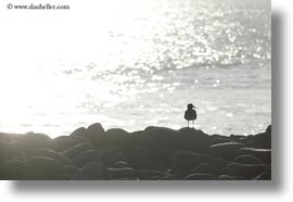 birds, blues, boobies, ecuador, equator, footed boobies, galapagos islands, horizontal, latin america, silhouettes, photograph