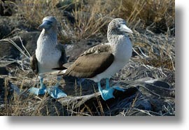 birds, blues, boobies, ecuador, equator, footed boobies, galapagos islands, horizontal, latin america, pair, photograph