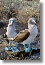 birds, blues, boobies, ecuador, equator, footed boobies, galapagos islands, latin america, pair, vertical, photograph