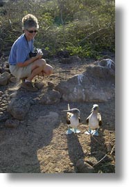 birds, blues, boobies, ecuador, equator, footed boobies, galapagos islands, latin america, vertical, photograph