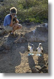 birds, blues, boobies, ecuador, equator, footed boobies, galapagos islands, latin america, vertical, photograph