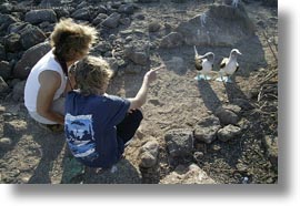 birds, blues, boobies, ecuador, equator, footed boobies, galapagos islands, horizontal, latin america, photograph