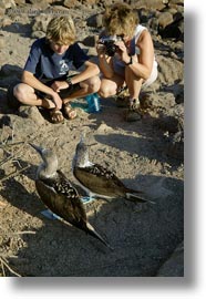 birds, blues, boobies, ecuador, equator, footed boobies, galapagos islands, latin america, vertical, photograph