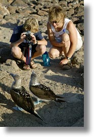 birds, blues, boobies, ecuador, equator, footed boobies, galapagos islands, latin america, vertical, photograph