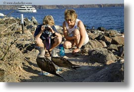 birds, blues, boobies, ecuador, equator, footed boobies, galapagos islands, horizontal, latin america, photograph