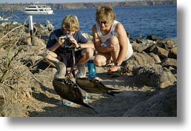 birds, blues, boobies, ecuador, equator, footed boobies, galapagos islands, horizontal, latin america, photograph