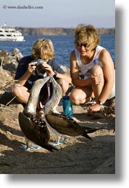 birds, blues, boobies, ecuador, equator, footed boobies, galapagos islands, latin america, vertical, photograph