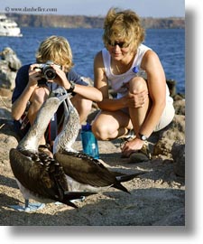 birds, blues, boobies, ecuador, equator, footed boobies, galapagos islands, latin america, vertical, photograph