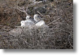 babies, birds, brown pelican, browns, ecuador, equator, galapagos islands, horizontal, latin america, pelicans, photograph