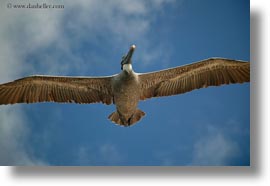 birds, brown pelican, browns, ecuador, equator, flying, galapagos islands, horizontal, latin america, pelicans, photograph