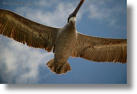 birds, brown pelican, browns, ecuador, equator, flying, galapagos islands, horizontal, latin america, pelicans, photograph