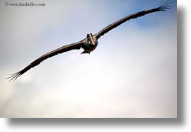 birds, brown pelican, browns, ecuador, equator, flying, galapagos islands, horizontal, latin america, pelicans, photograph