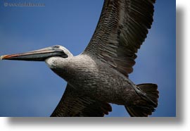 birds, brown pelican, browns, ecuador, equator, flying, galapagos islands, horizontal, latin america, pelicans, photograph