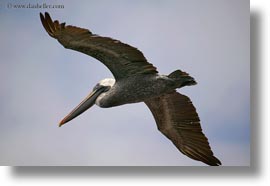 birds, brown pelican, browns, ecuador, equator, flying, galapagos islands, horizontal, latin america, pelicans, photograph