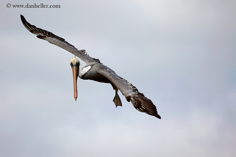 brown-pelican-flying-15.jpg