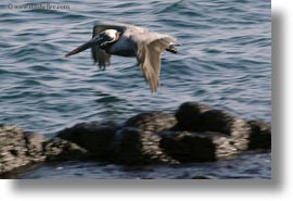 birds, brown pelican, browns, ecuador, equator, flying, galapagos islands, horizontal, latin america, pelicans, photograph