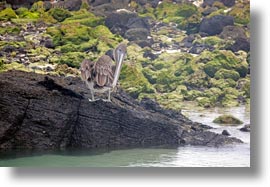 birds, brown pelican, browns, ecuador, equator, galapagos islands, horizontal, latin america, pelicans, standing, photograph