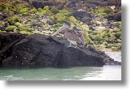 birds, brown pelican, browns, ecuador, equator, galapagos islands, horizontal, latin america, pelicans, standing, photograph