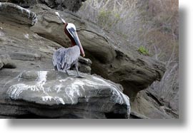 birds, brown pelican, browns, ecuador, equator, galapagos islands, horizontal, latin america, pelicans, standing, photograph