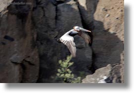 birds, brown pelican, browns, ecuador, equator, galapagos islands, horizontal, latin america, pelicans, standing, photograph