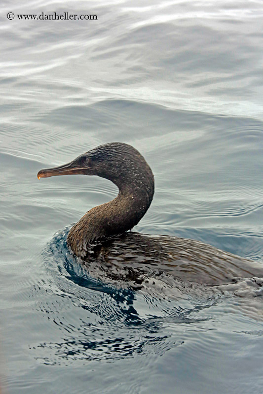 flightless-cormorant-01.jpg