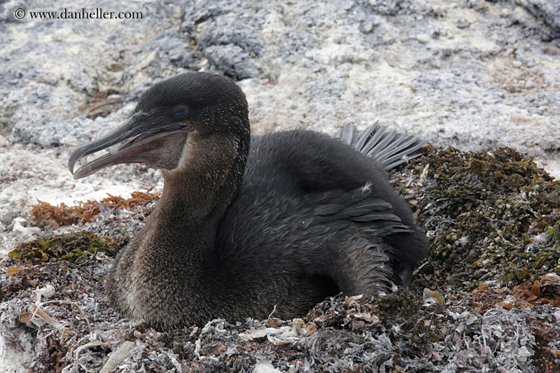 flightless-cormorant-08.jpg